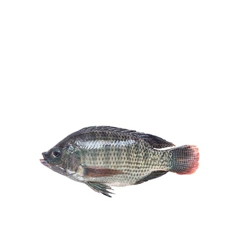 Tilapia Fish Egypt